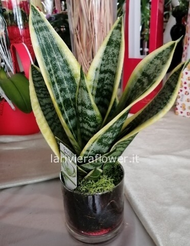 Pianta di sansevieria h. 45