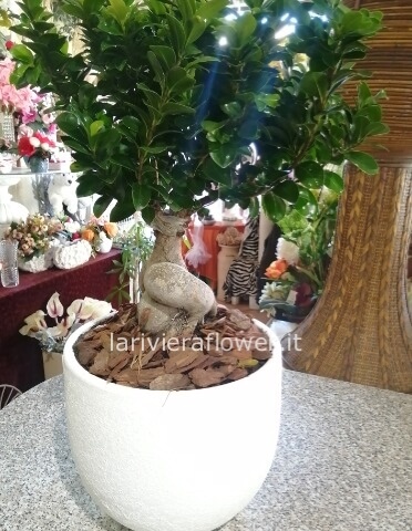 Pianta di bonsai, con vaso in terracotta. » Fiori a Caserta