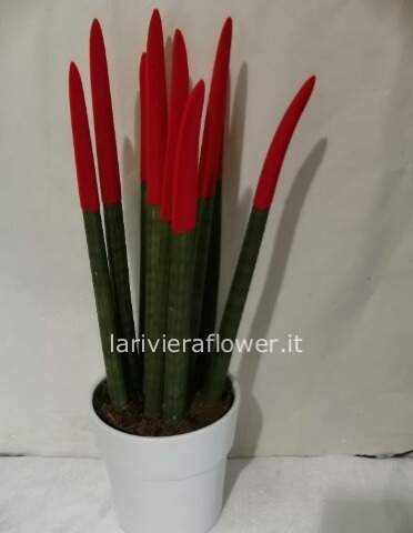 pianta di sanseviera cilindrica