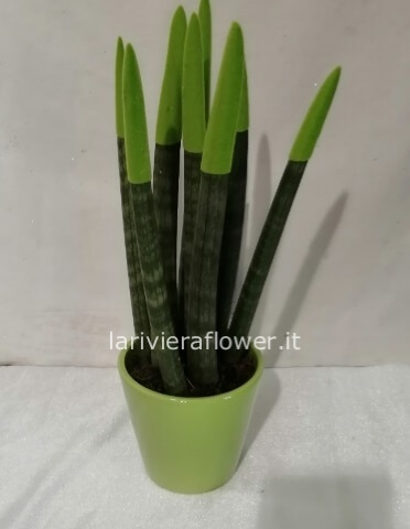 pianta di sanseviera